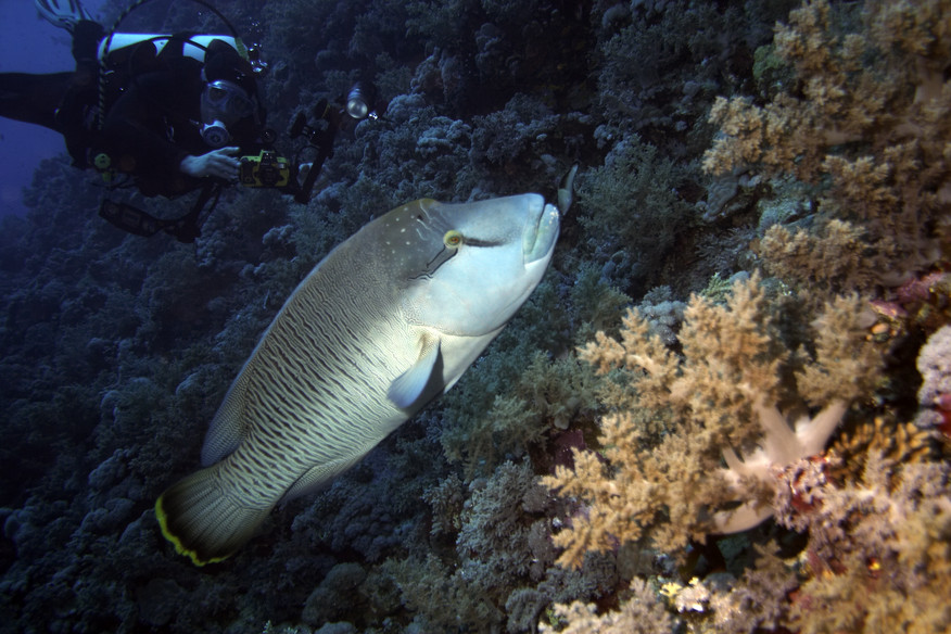 Parrot fish, Fish